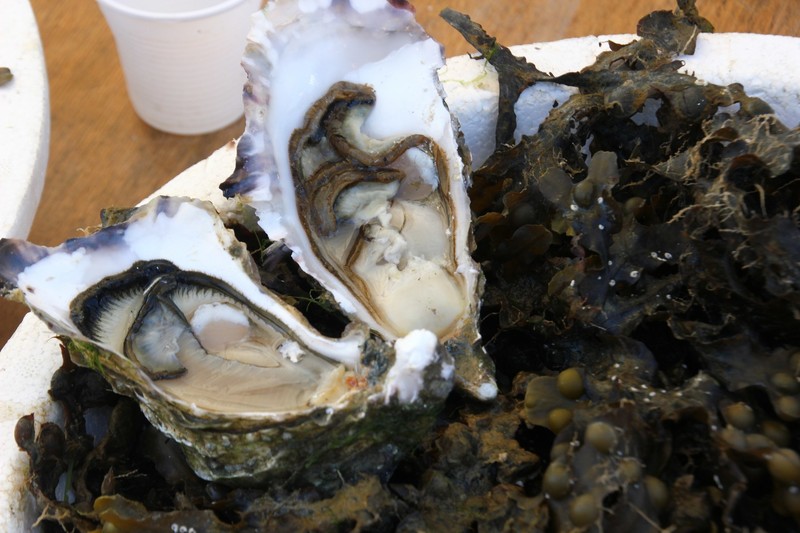 fresh oyster