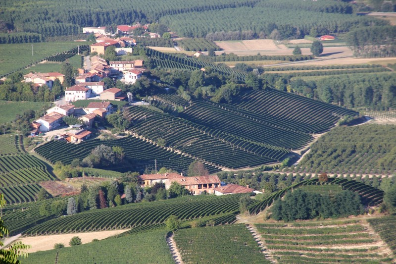 the vineyard