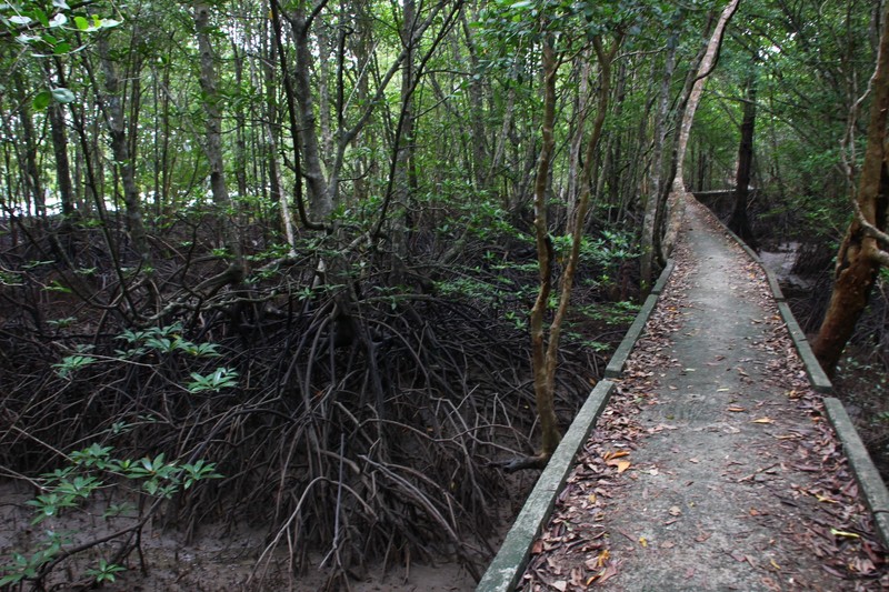 mangrove walk