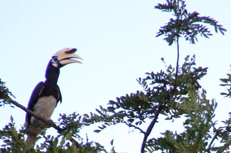 A Hornbill