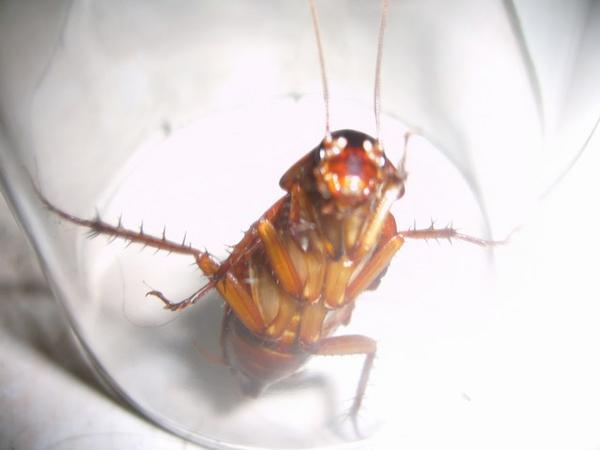 one of my pet cockroaches