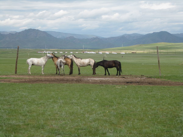 Nomad's horses
