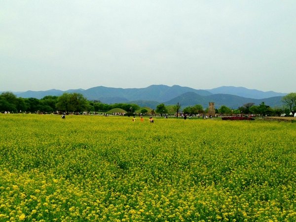 Rapeseed fields in Gyeongju