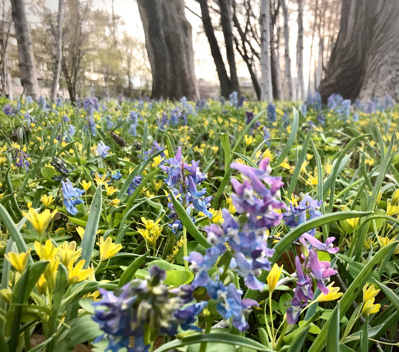 Spring flowers in Hokkaido university. Ezoengosaku. 