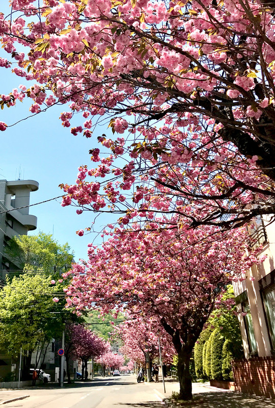 Spring, cherry blossom 
