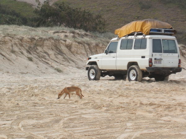 First dingo sighting