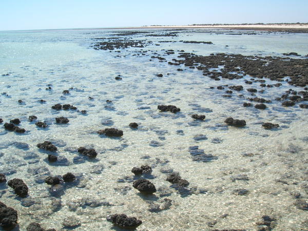 Stromatolites at Sharks Bay