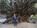 Me in front of a fallen Giant Sequoia
