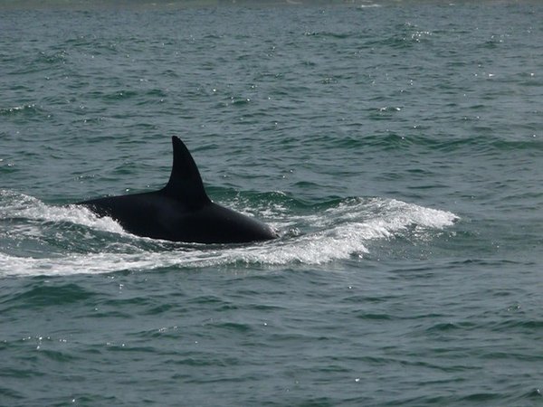 Killer whale. I did not manage to photo the gray whales