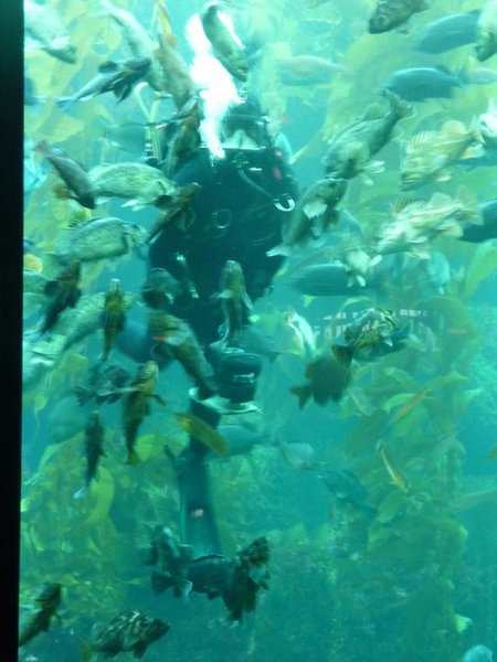 Diver fish feeding in the kelp forest