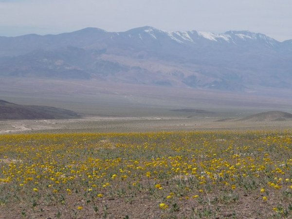 Death Valley in Spring