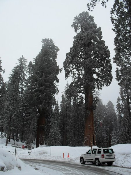 Some more Sequoias