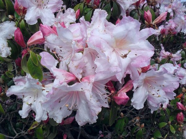 One of the rhododendrons