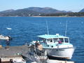Ferry with Mount Desert Island in background