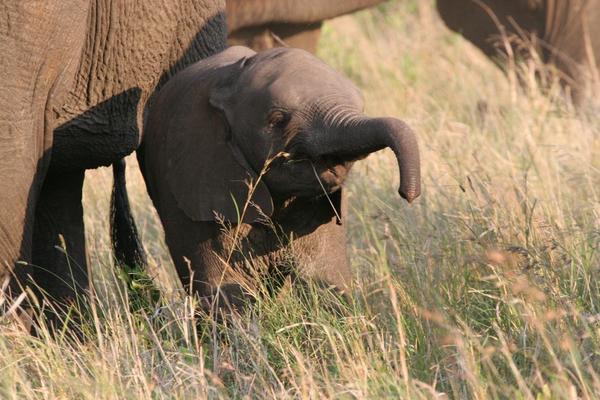 Another Baby Elephant