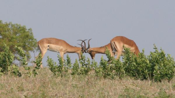 Impalas Fighting