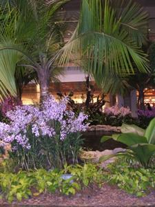Orchid Garden - Changi Airport, Singapore