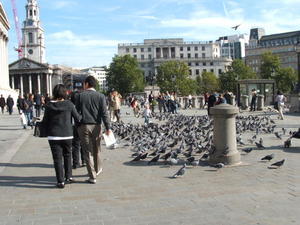 Trafalger Square's most famous residents