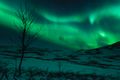 Northern Lights bear Tromvik, Troms