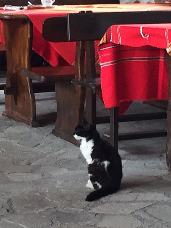 Restaurant cat, Stobs