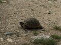 wild tortoise at Stobs Pyramids