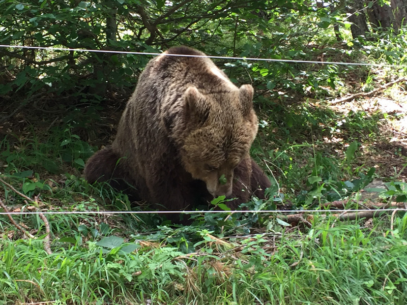 Rescued bear at Belitsa.
