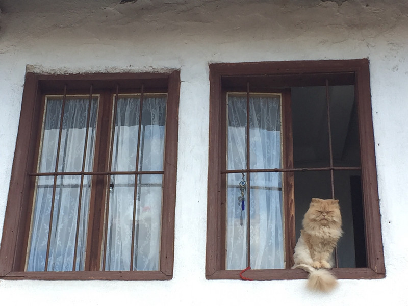 cat in window, Bansko.