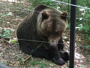 Rescued bear at Belitsa.