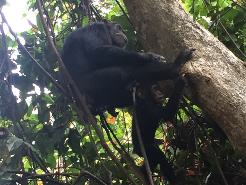 Wild chimp in Gombe