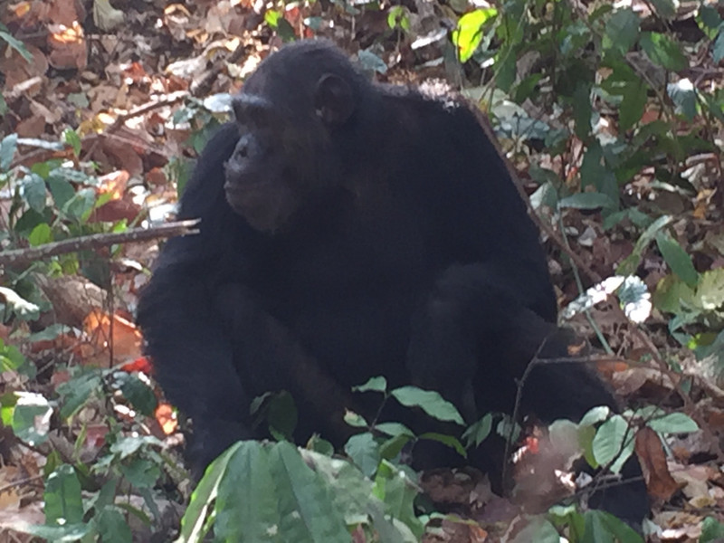 Wild chimp in Gombe.