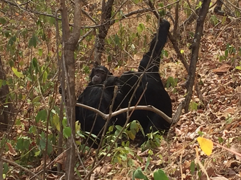 Wild chimps in Gombe