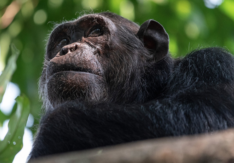 Wild chimp in Gombe Stream National Park