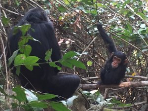 .Wild chimps in Gombe