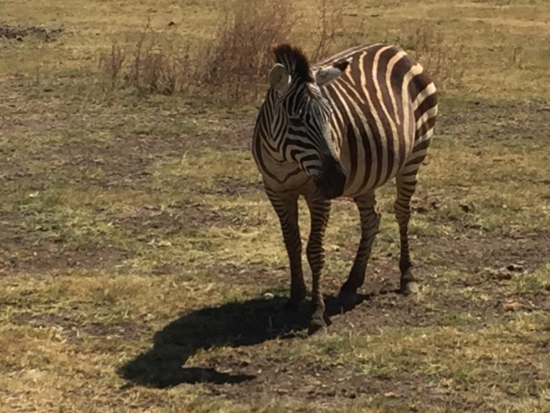 zebra at  Lake Manyara