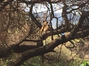 lioness in tree - look closely!