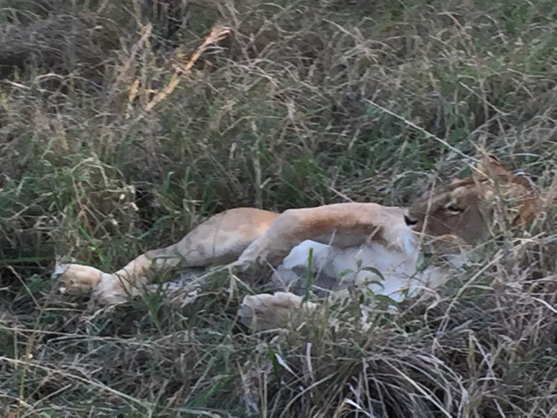 Napping lion near our campsite