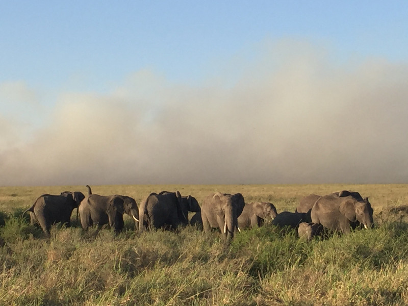 elephant herd.