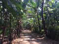 Avenue of banana trees