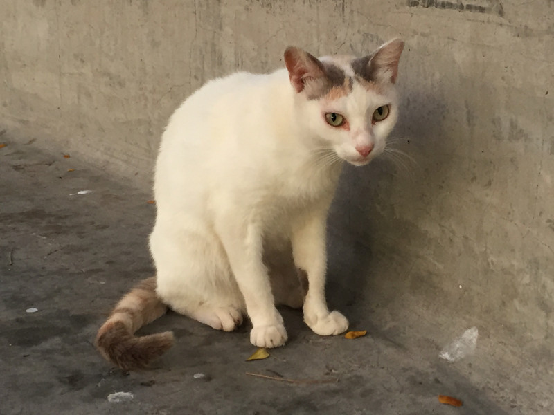cat in Stone Town