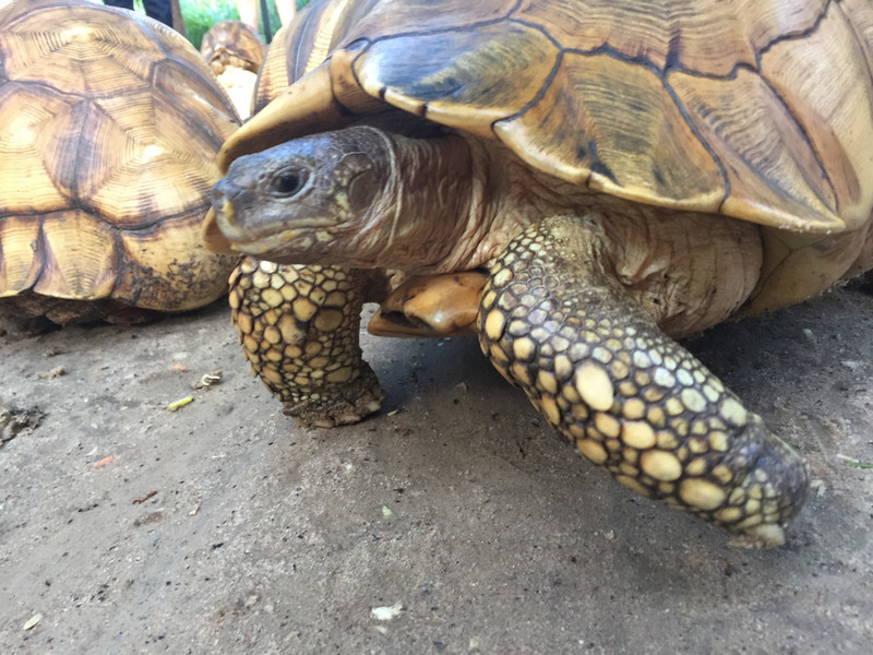 ploughshare tortoise, almost extinct :-(