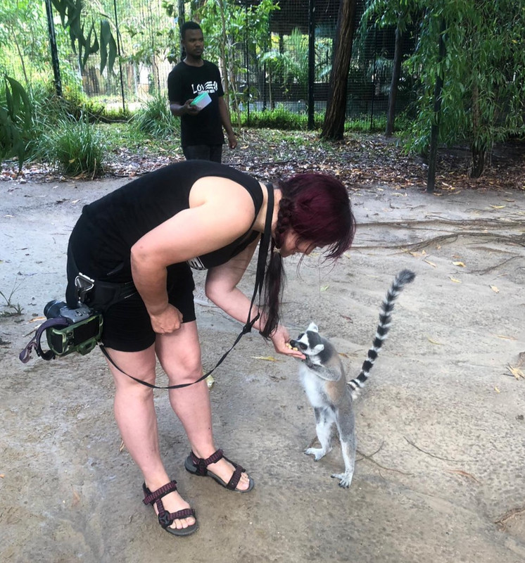 feeding a lemur