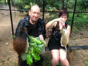 feeding colobus monkey and vervet monkey