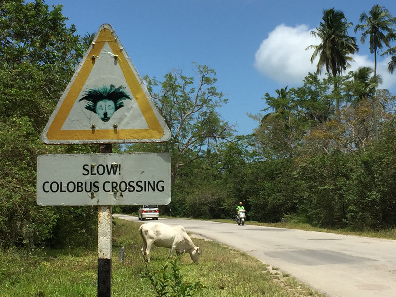 slow colobus crossing
