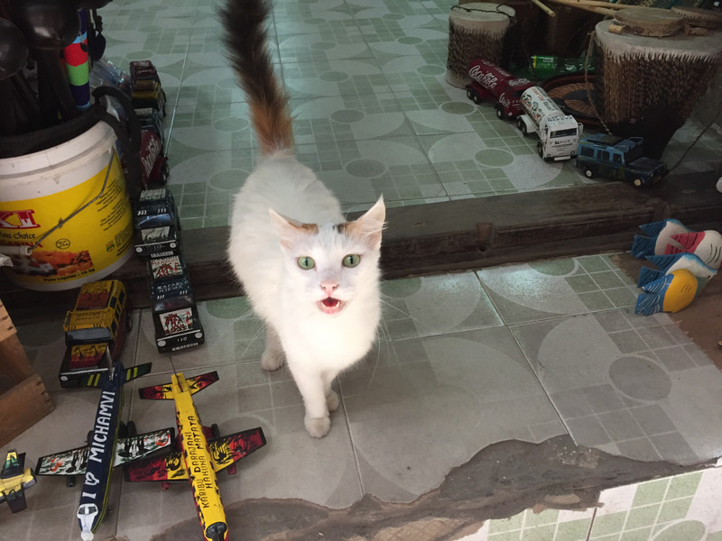 cat in souvenir shop
