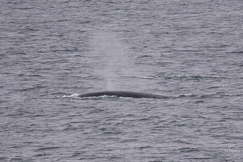 .Fin whale