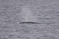 .Fin whale