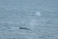 whale, Barents Sea