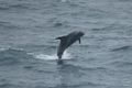 Dolphin, Barents Sea