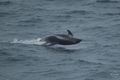 Dolphin, Barents Sea