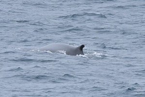 whale, Barents Sea
